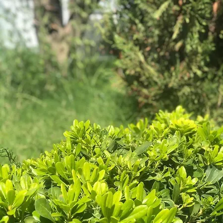 Lodos Suites & Rezidans Hotel *