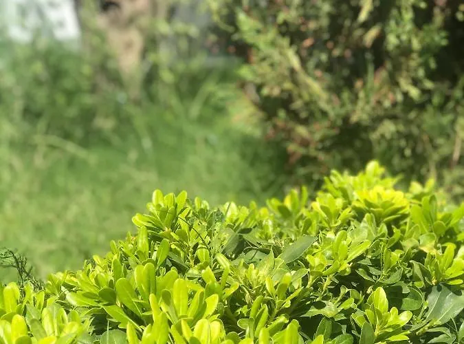 Lodos Suites & Rezidans מלון *